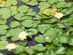 -白塘生态植物园