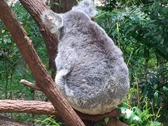-可伦宾野生动物保护区