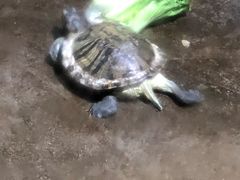 -青青世界