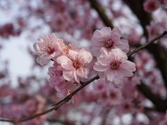 -香雪海