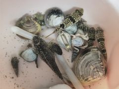-红树林天天赶海