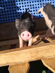 -萌宠亲子动物乐园(槐房万达店)