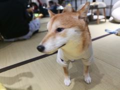 -逗柴咖啡屋·狗咖猫咖宠物桌游