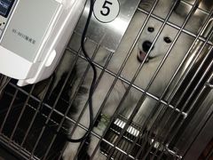 -西安京西宠物医院·瘫痪·疑难杂症