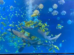 -太平洋海底世界