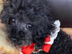 -爱侣宠医·鹦鹉专科·小型哺乳类·异宠专科(灵石路店)