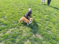 -趣玩宠物乐园寄养训犬训狗游泳池
