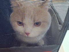 -瑞派·关忠动物医院·猫专科·犬专科(三环新城店)