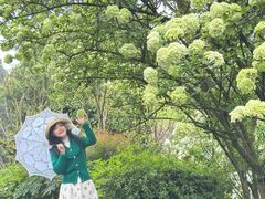 -铁山坪森林公园