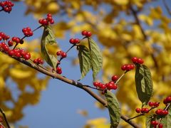 -北京西山国家森林公园