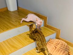 -啵啵喵·猫咖(攀华国际店)