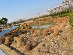 -春花秋色城市公园