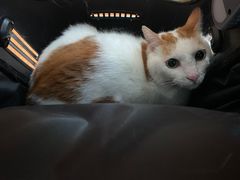 -伟伟宠物医院·CT影像中心·瑞派犬猫综合性门诊(汉口总院)