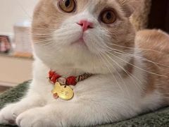 -Bastet sally猫舍购宠(静安店)