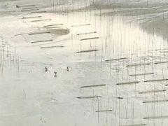 -北岐滩涂