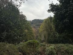 -中国茶叶博物馆(双峰馆区)