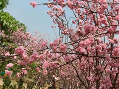 -天适樱花悠乐园