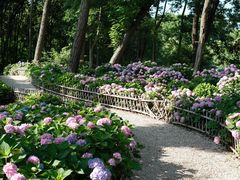 -上海共青森林公园