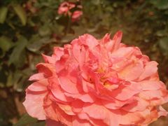 -人民公园(罗湖区)