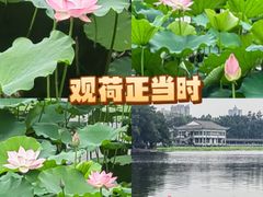 -荔湾湖公园