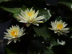 -南翔镇银翔湖公园