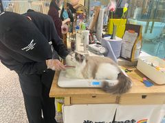 -momokira米努特·德文卷毛猫·棉花面纱犬