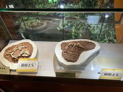 -河南自然博物馆