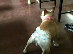 -百好乐宠物友好餐厅(朝外大街店)