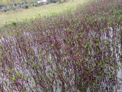 -清溪大王山森林公园