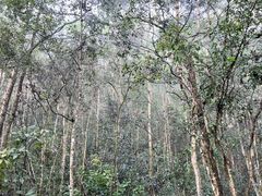 -普洱太阳河森林公园