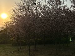 -蜀冈西峰生态公园