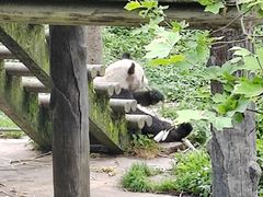 -中国大熊猫保护研究中心雅安碧峰峡基地