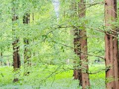 -黄海国家森林公园