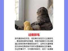 -纳吉亚猫专科动物诊疗中心(蒋宅口分院)