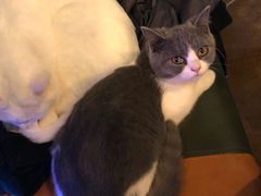 -李小姐の猫咖啡馆(五角场店)
