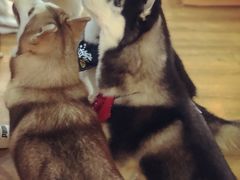 -Husky Go! 哈士奇体验馆·宠物咖啡厅狗咖