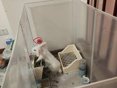 -瑞派名望24h动物医院异宠专科·猫专科·骨科·重症监护分院
