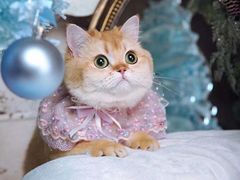 -超宠爱宠物摄影-Super pet