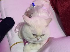 -关爱动物医院·心脏·中兽医·异宠(金牛路分院)