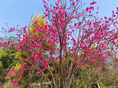-云里小坐·海泉湾·团建·宴席·下午茶(金堂海泉湾店)