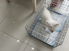 -瑞鹏宠物医院·猫专科·眼专科·产科(厚街店)