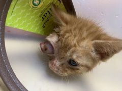 -安安宠医·安宠宠物医院