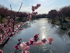 -花开海上生态园