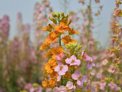 -中国天府农业博览园