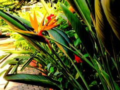 -国家植物园南园