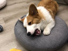 -浣熊柯尔鸭土拨鼠·电玩咖
