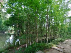 -桤木河湿地公园