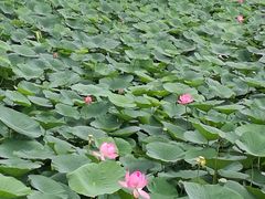 -白渔泡湿地公园