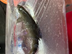 -老字号怡玺·藿香雅鱼(20年雅安店)