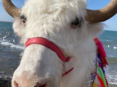 -青海湖国家重点风景名胜区